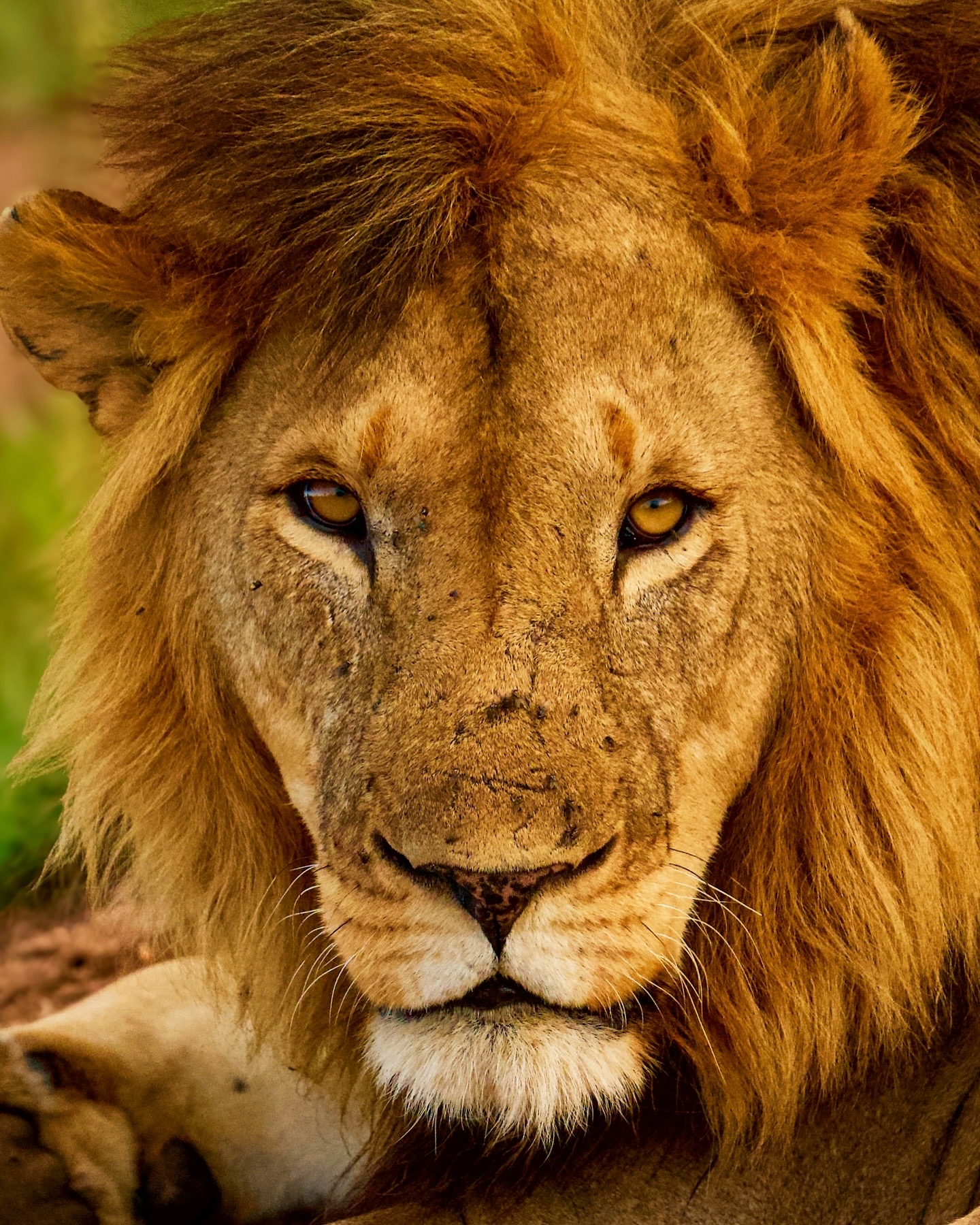 Lion portrait