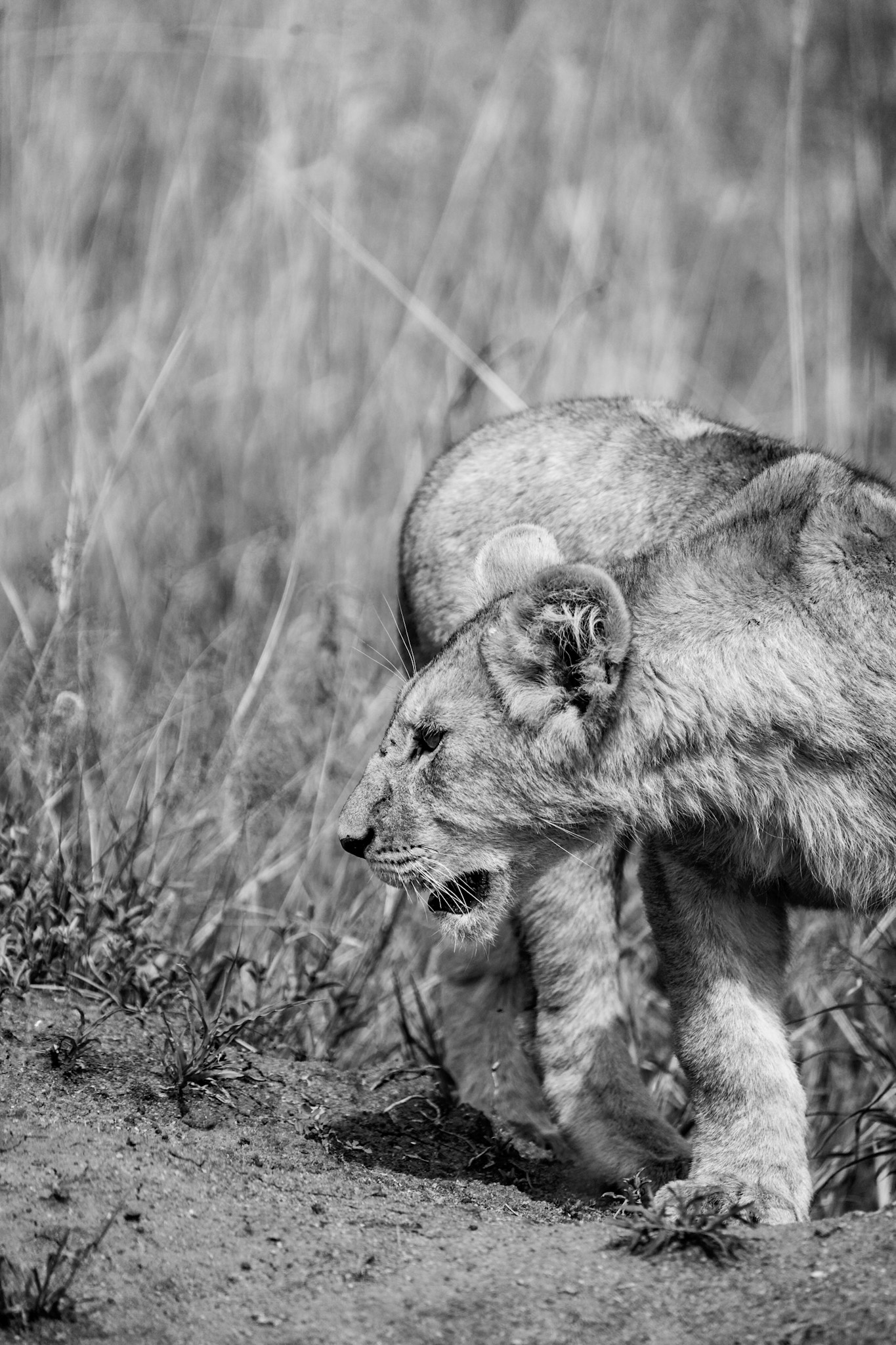 Lion cub, black and white