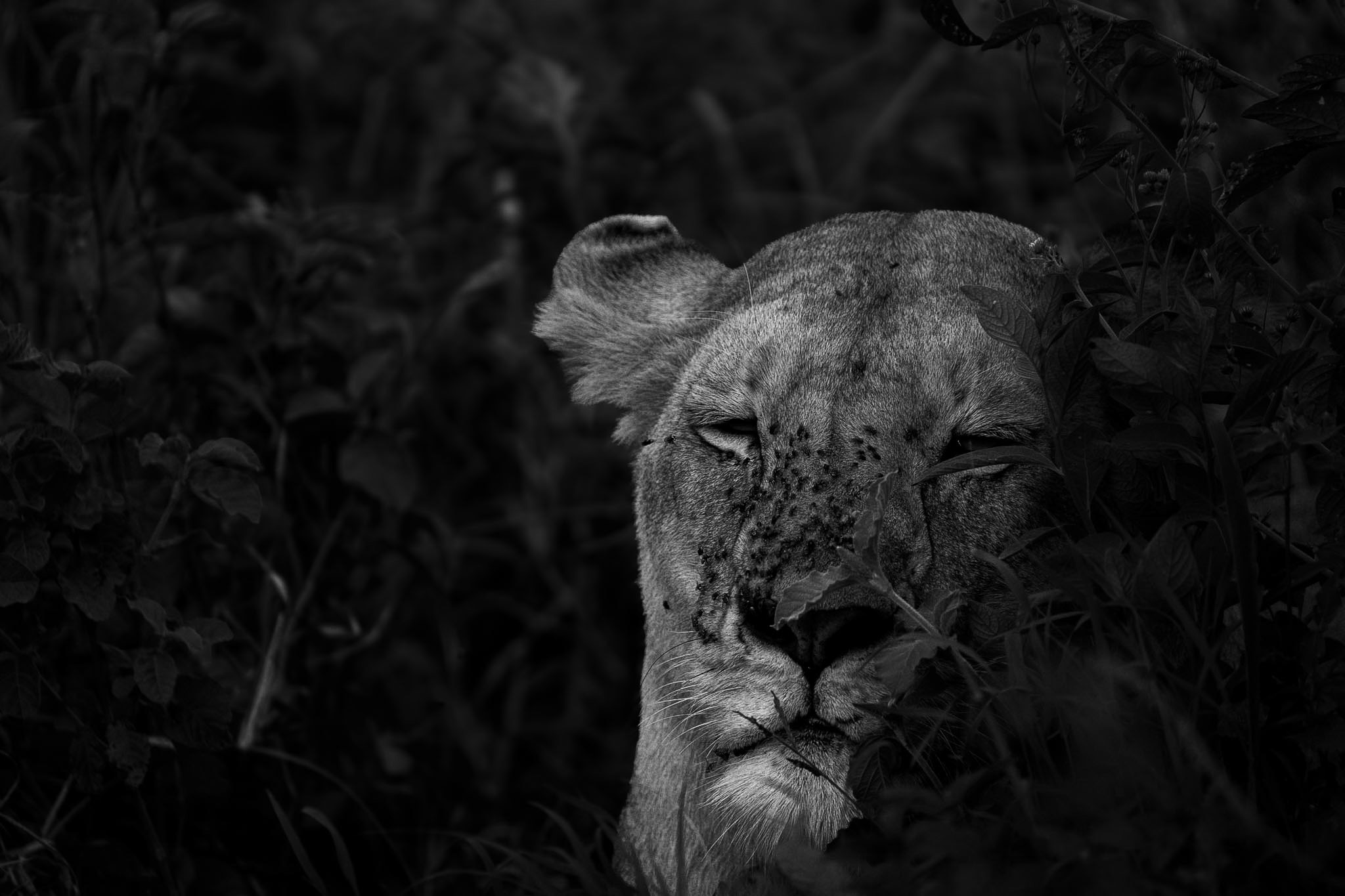 Lioness, black and white